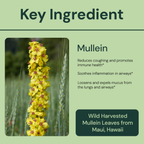 Mullein Leaf Extract